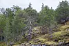 naturskog med furutrær