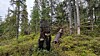 skog