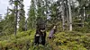 skog