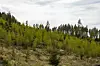 skog