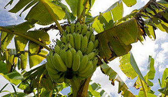 Bananfinér: et miljøvennlig alternativ