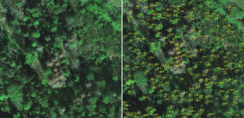Oppløseligheten på bildene som kommer fra droneflyvningen er så god at forskerne kan se hvert enkelt tre, noe som gir en god oversikt over alle skadde og drepte grantrær i området. Med utgangspunkt i laserskanning (Lidar) av bakken kan dronefotografiene også benyttes til å beregne høyden på trærne. (Foto: Stefano Puliti)