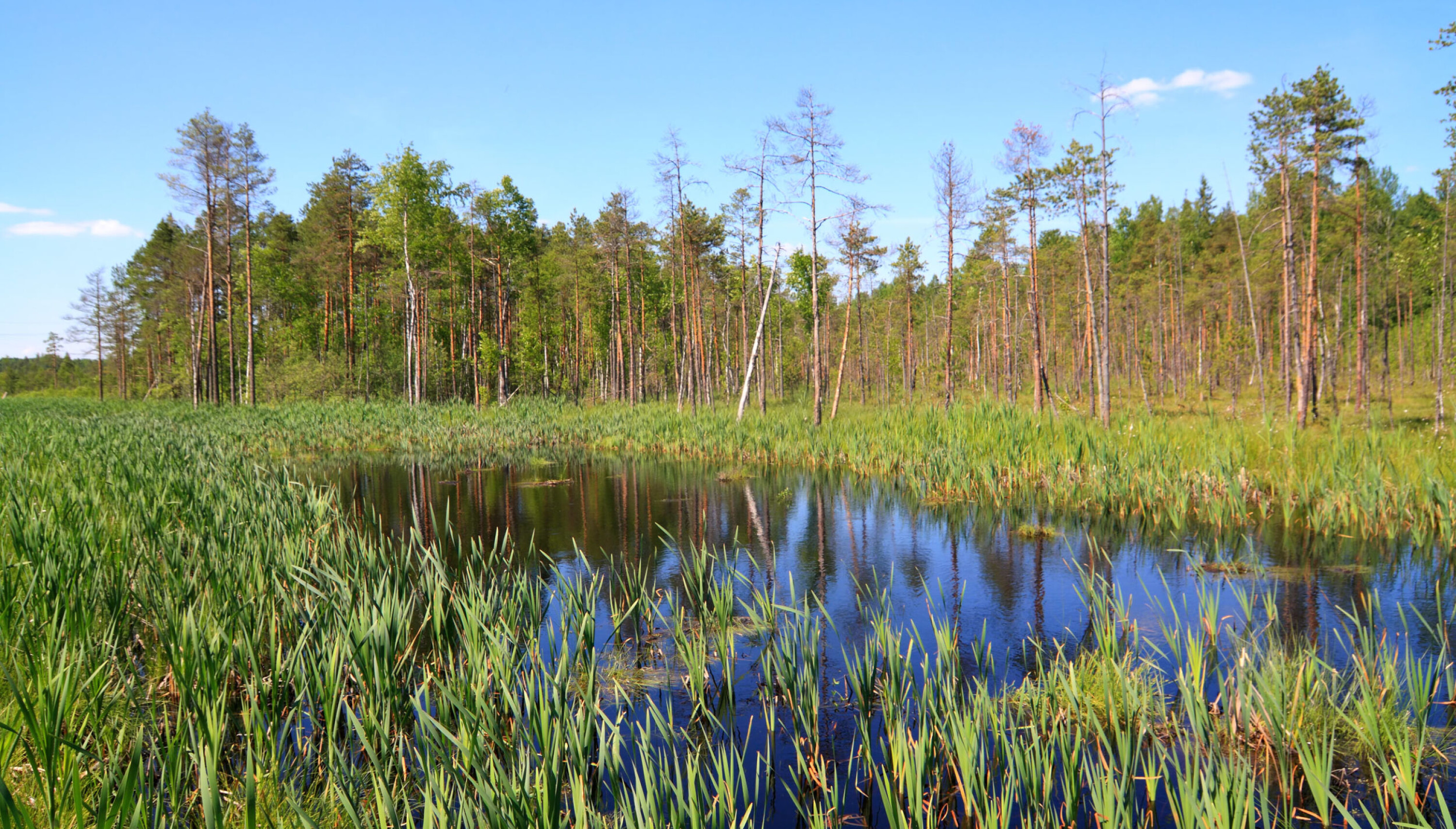 timber lake