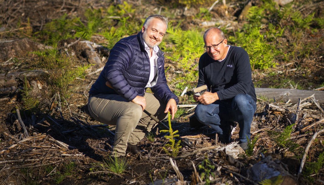 Espen Eriksen i Trapperingen og Bent Nygård i Fritzøe Engros på plantefeltet i Fritzøe Skoger i Larvik. Espen Eriksen i Trapperingen og Bent Nygård i Fritzøe Engros på plantefeltet i Fritzøe Skoger i Larvik.