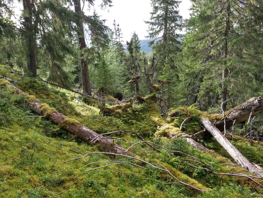 Gammel skog og karbonfangst: Stedvis kan naturlig mortalitet skape åpninger i skogen og redusert karbonfangst. De døde trærne brytes langsomt ned og vil delvis bli til jordkarbon. Gammel skog og karbonfangst: Stedvis kan naturlig mortalitet skape åpninger i skogen og redusert karbonfangst. De døde trærne brytes langsomt ned og vil delvis bli til jordkarbon.
