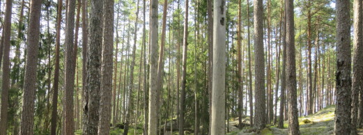 Gammel skog kan være viktig for karbonfangst