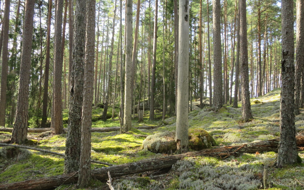 Karbonfangst i eldre skog: Slik furuskog med høy tetthet av trær kan fortsette å vokse og utføre netto karbonfangst minst 50-100 år forbi hogstmoden alder. Karbonfangst i eldre skog: Slik furuskog med høy tetthet av trær kan fortsette å vokse og utføre netto karbonfangst minst 50-100 år forbi hogstmoden alder.