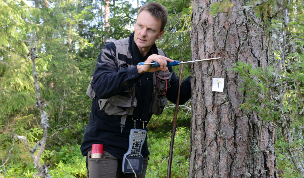 I Landsskogtakseringen måles tilveksten av trær hvert femte år. I den gamle skogen ser vi at trærne vokser til grove dimensjoner som gir verdifullt trevirke til bygningsmaterialer. I Landsskogtakseringen måles tilveksten av trær hvert femte år. I den gamle skogen ser vi at trærne vokser til grove dimensjoner som gir verdifullt trevirke til bygningsmaterialer.