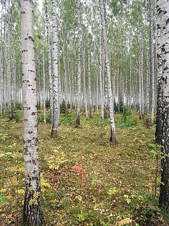 Av de vel 200 millioner kubikkmeter med bjørk som står i norske skoger i dag, går rundt 1,1 millioner kubikkmeter til ved og noen hundretusen kubikkmeter til videreforedling.