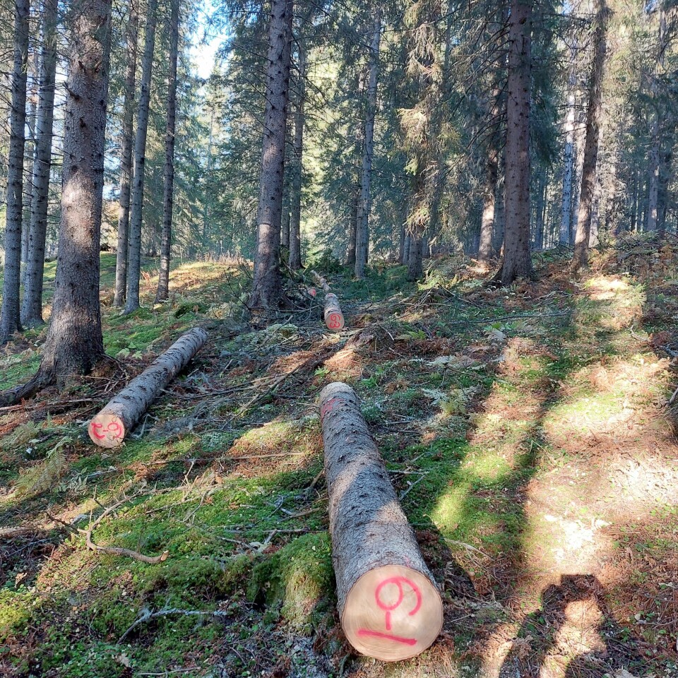 tre tømmerstokker ligger i skogen. alle er merket i bunn med spraylakk