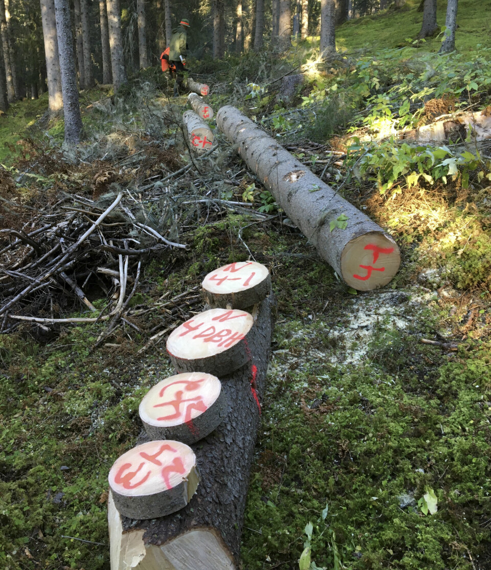 tømmerstokker i skogen, samt skiver av tømmerstokker som er merket med spraylakk